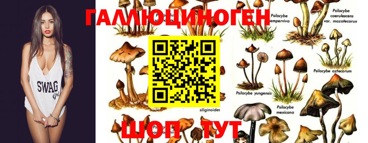 Галлюциногенные грибы GOLDEN TEACHER Ивантеевка